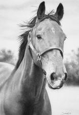 Horse - 08x11