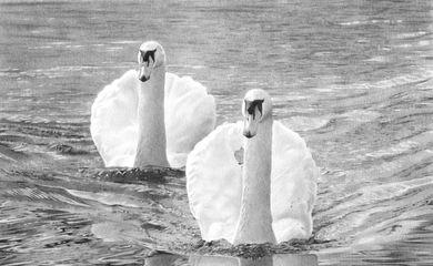 Swans - 08x11