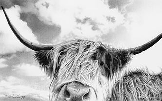 Photorealistic Highland cow pencil drawing, hand drawn in graphite by Scottish artist John Fisher.