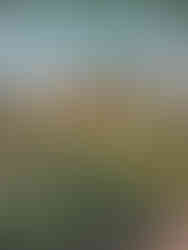 a white cottage within the botanical gardens