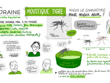 Moustique Tigre, mieux le connaître pour mieux agir