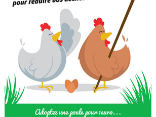 Adoptez des poules !