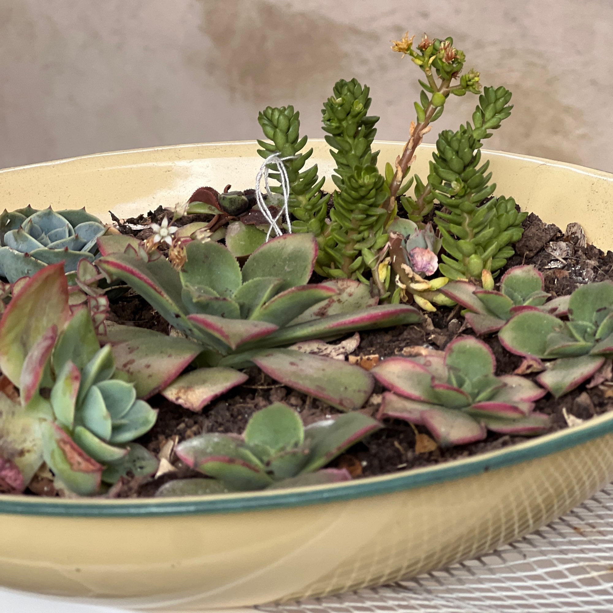 Plato Crema de loza - Suculentas M2