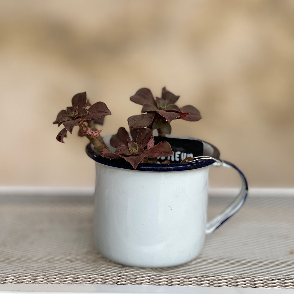 Miniatura: Taza blanca - Aeomeun Leucoblepharum