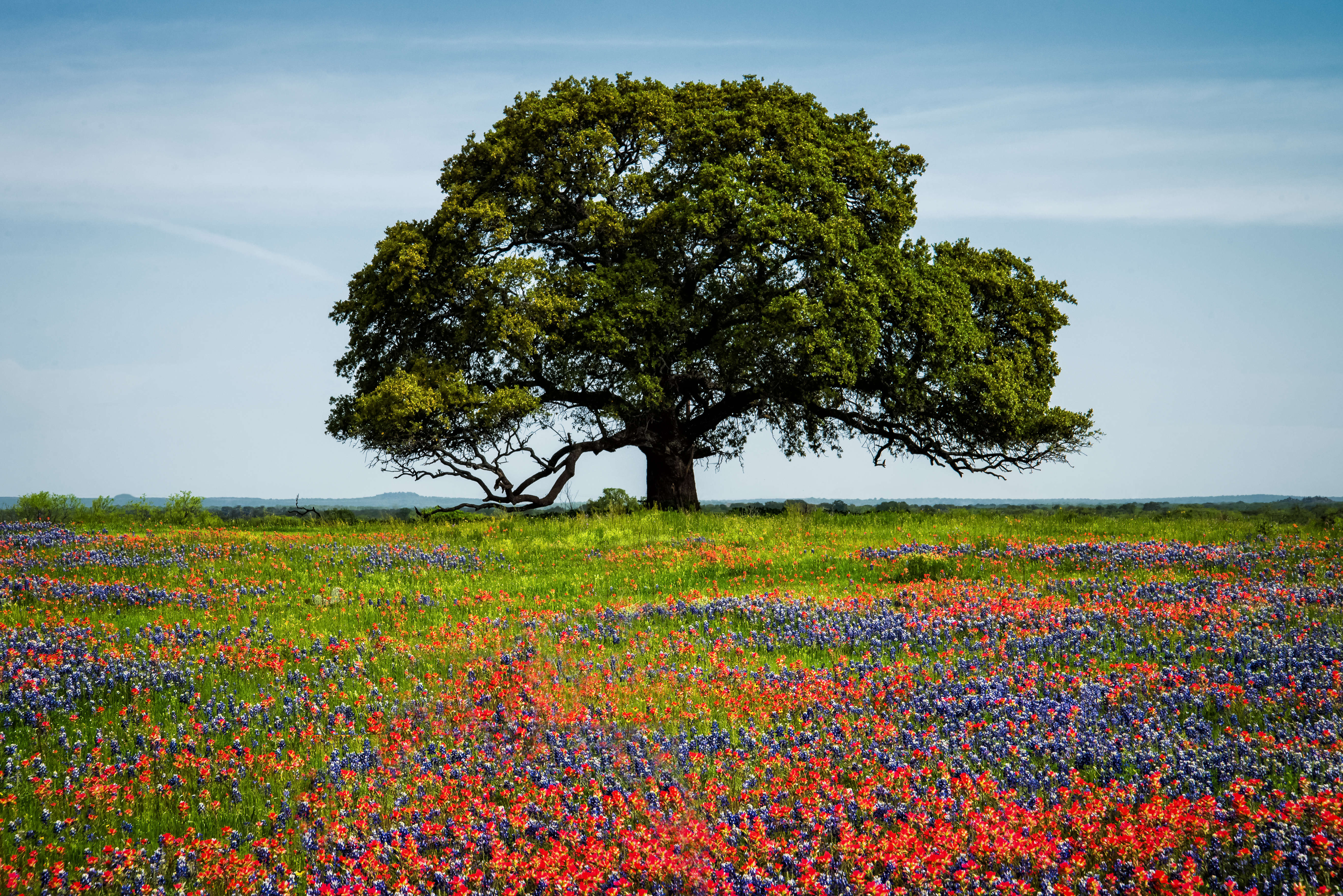 Llano's Tree