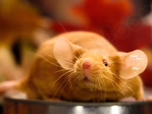Not All Yellow Mice Get Fat The Same Way