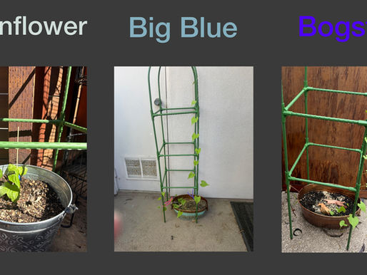 Growing the Lanternwild: Three Vines, Three Personalities, and Several Minor Disasters