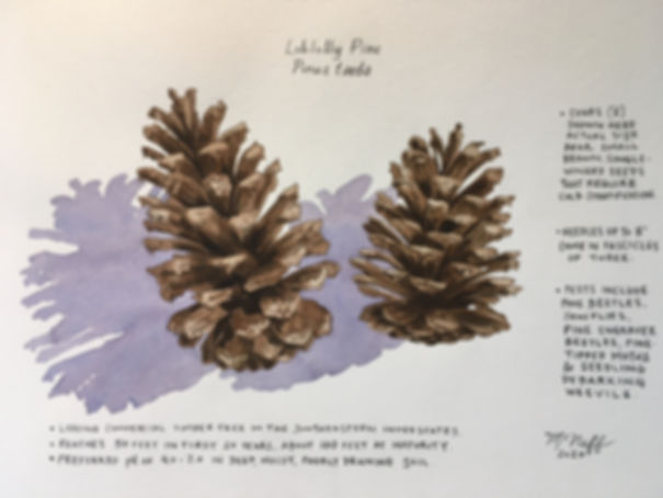 LOBLOLLY PINE CONES