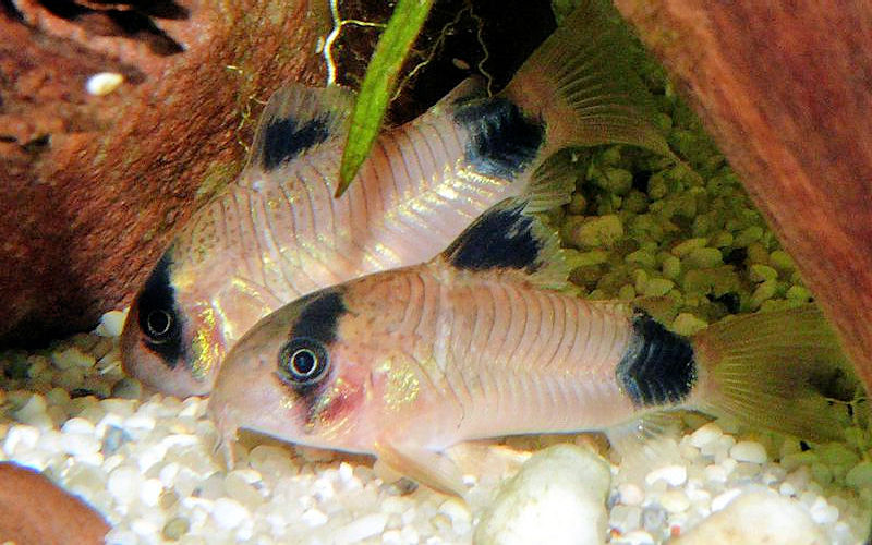12 Panda Corydoras under an inch "Cuteness Overload" FREE SHIPPING