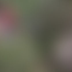 Hanmer Springs and Christchurch 2020