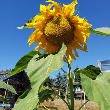 phc-sunflower1.jpeg