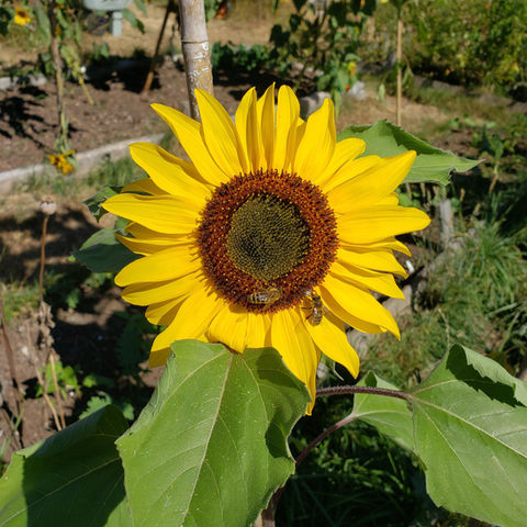 phc-sunflower3.jpeg