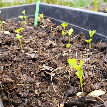 phc-garden2.jpg