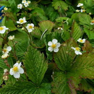 phc-garden5.jpg