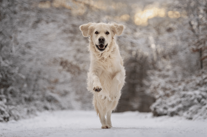 Hundefotografie: ein Golden Retriever rennt durch eine Schneelandschaft