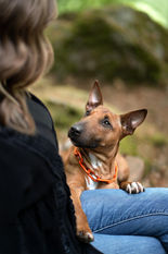 Mensch-Hund-Fotografie: Eine Frau sitzt mit ihrem Hund auf einer Bank im Wald, der Hund ist auf Schoß und schaut zu ihr auf