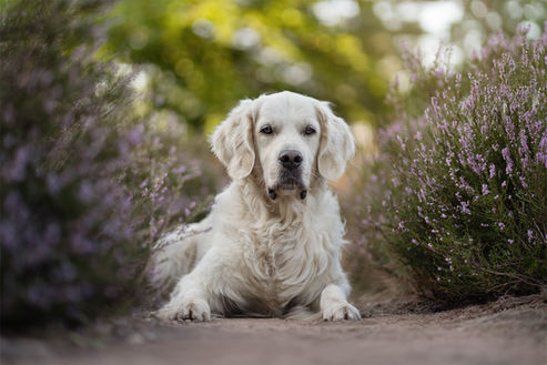 Hundefotografie: Ein Golden Retriever in der Heidelandschaft