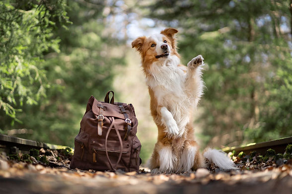 Hundefotografie: Ein Bordercollie macht Männchen neben einem Rucksack