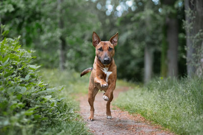 Hundefotografie: Ein Mini Bullterrier rennt durch den Wald