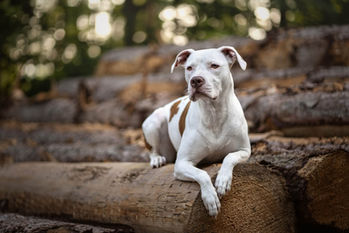Hundefotografie: Ein Staffordshire-Mix liegt auf Baumstämmen