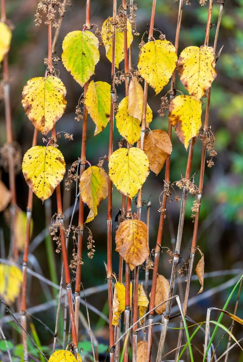 Alt text: "Japanese knotweed autumn dieback Inverclyde"