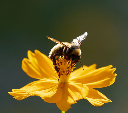 Honeybee pollinating a yellow flower in a garden