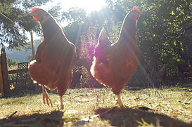 chicken.jpg