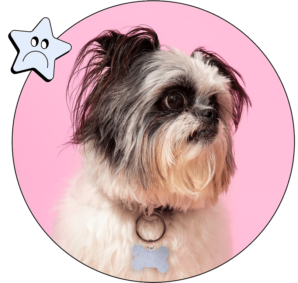 A cute little dog with name tag