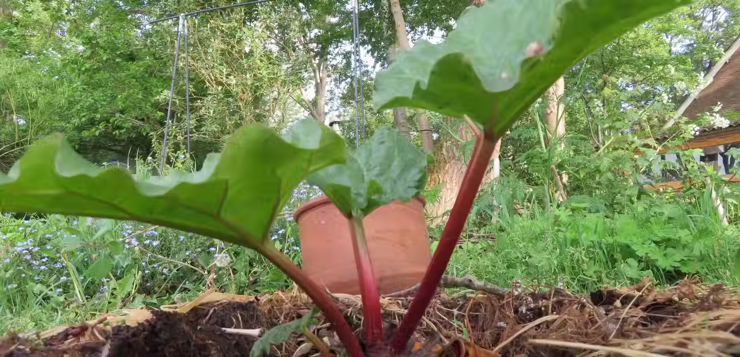 Magic Mushrooms Retreats Nature Temple 