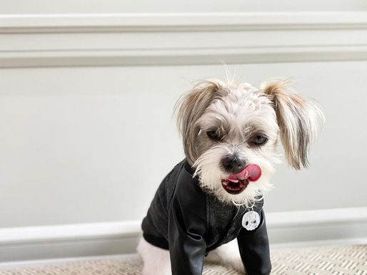 Small white dog wearing acrylic pet tag and black sweater