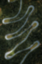 Luchtbeeld van kronkelende wegen met groen, ROUTE 2030, in het landschap.