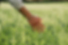 Hand aanraakt groen gras, lichte textuur, natuurlijke omgeving, ROUTE 2030