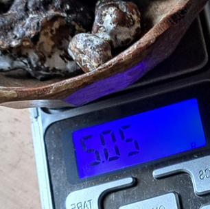 Finding the right dosage for psilocybin mushrooms