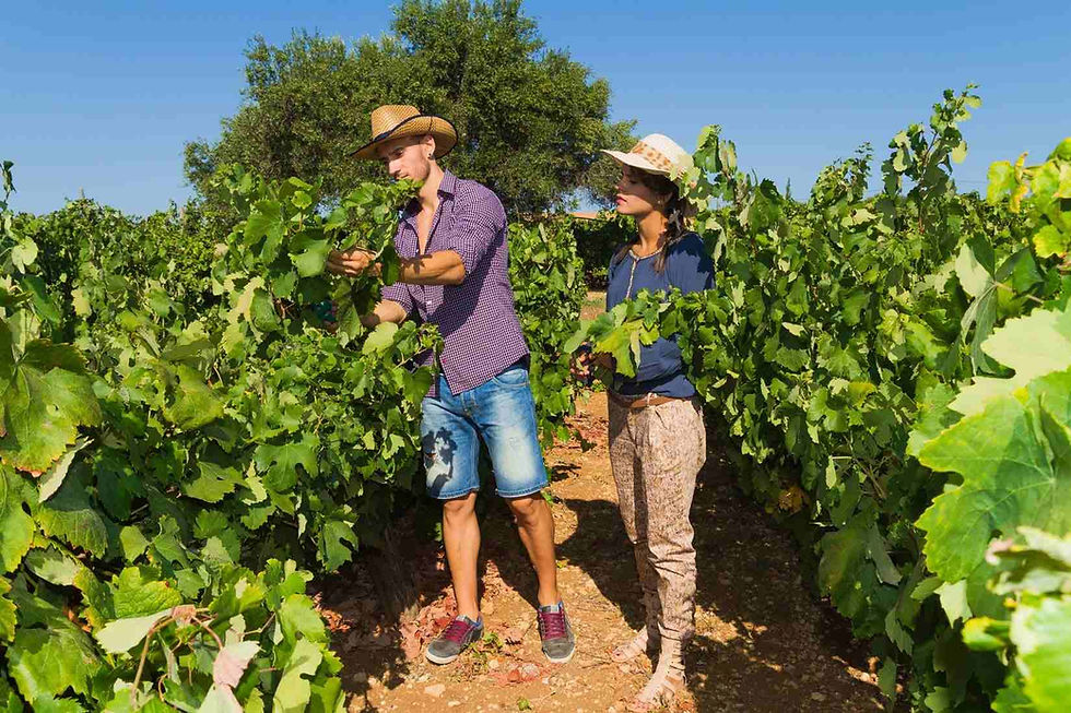 Vacations in September on Crete: Grape Harvest, Traditions & Authentic Experiences.