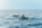 Dolphin Watching & Sunrise Coast Cruise with Guide