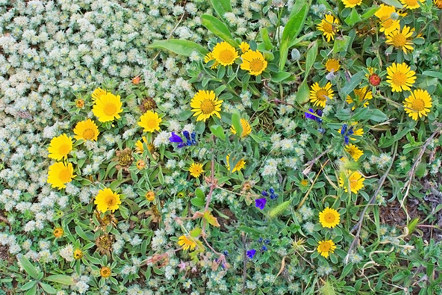 Flowers Mallorca Travels