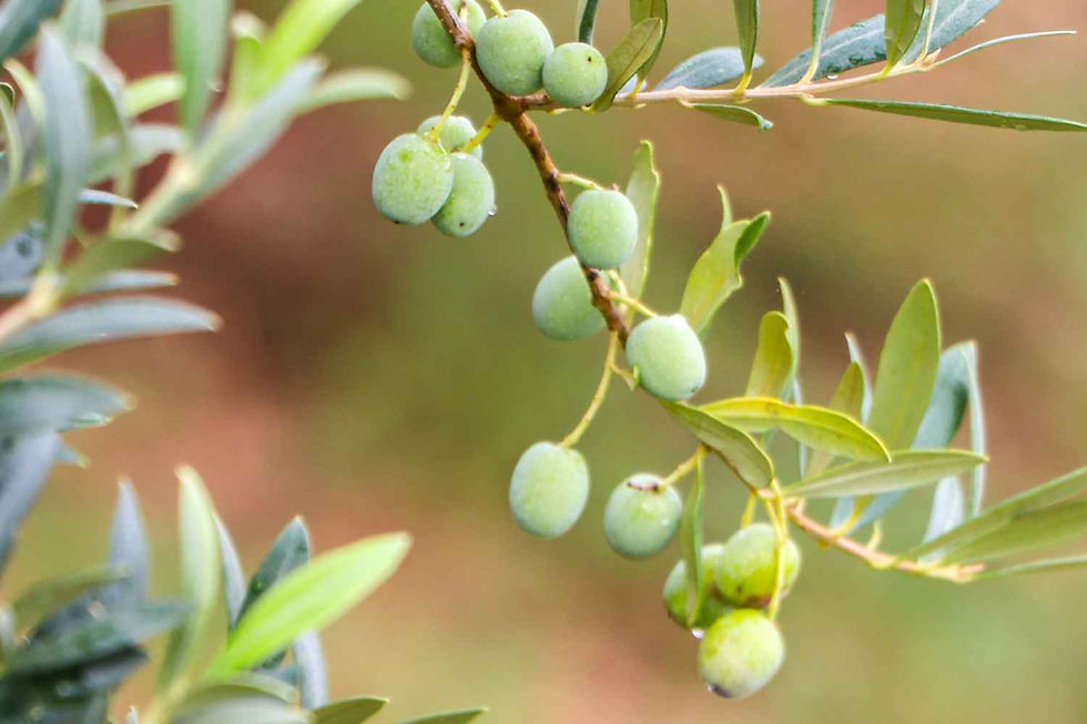 Thumbnail: Grapes