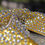 Thumbnail: Crystal Spectacular - Gold Glitter