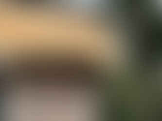 Emergency Tree Removal – What to Do Immediately