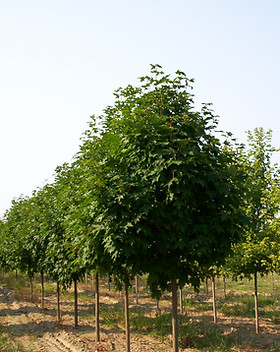 green mt sugar maple 2.5.jpg