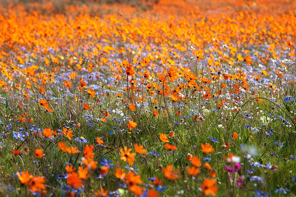 flowers.jpg