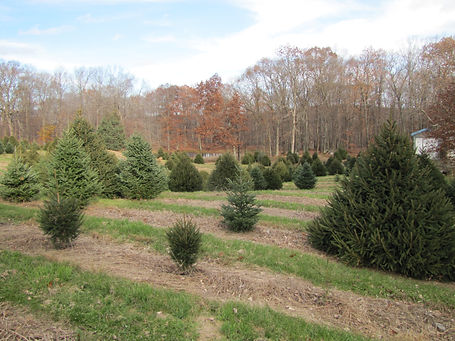 Christmas trees for 2018 web site (4).JP