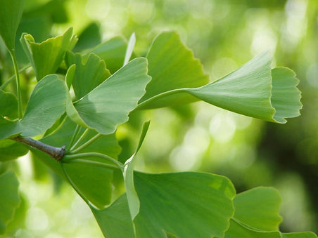 ginko-49880.jpg