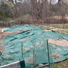 Garden Tarp Removal