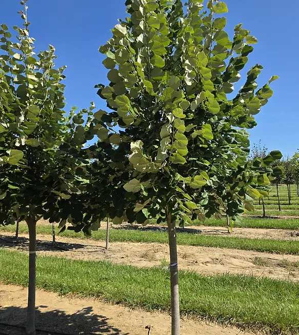 Sterling® Silver Linden