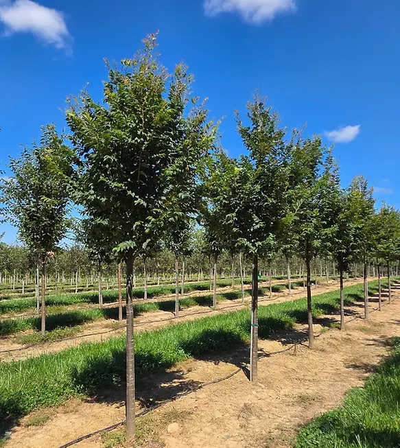 City Sprite® Zelkova