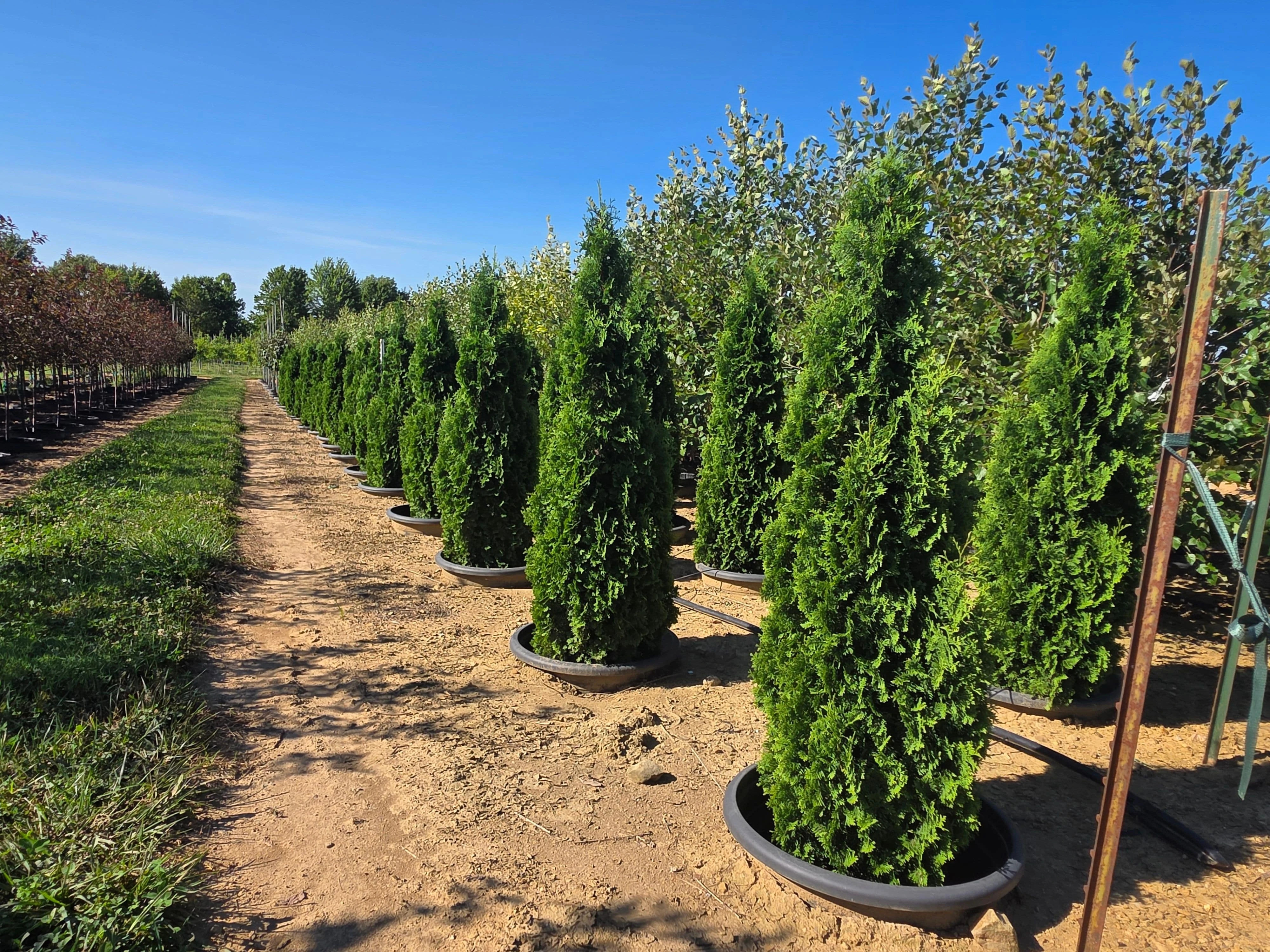R&J Farms, Inc. | Degroot's Spire Arborvitae