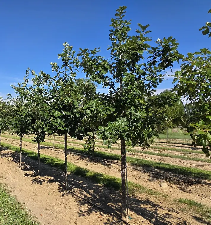Swamp White Oak