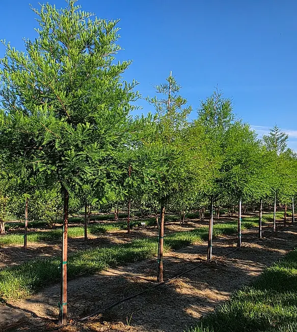 Bald Cypress