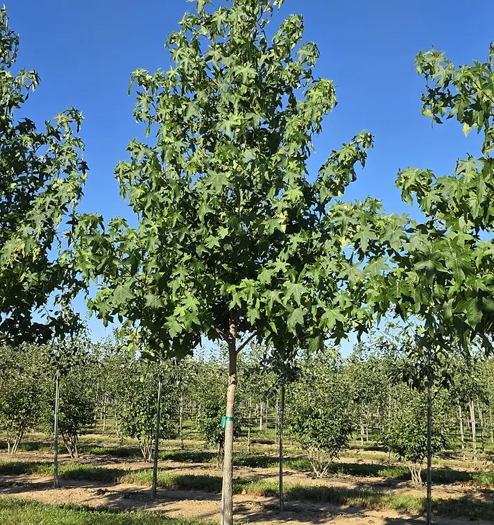Worplesdon Sweetgum